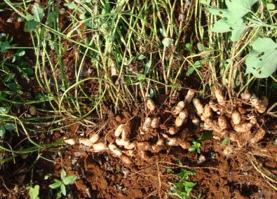 La cáscara puede aprovecharse en los suelos y alimentos de animales