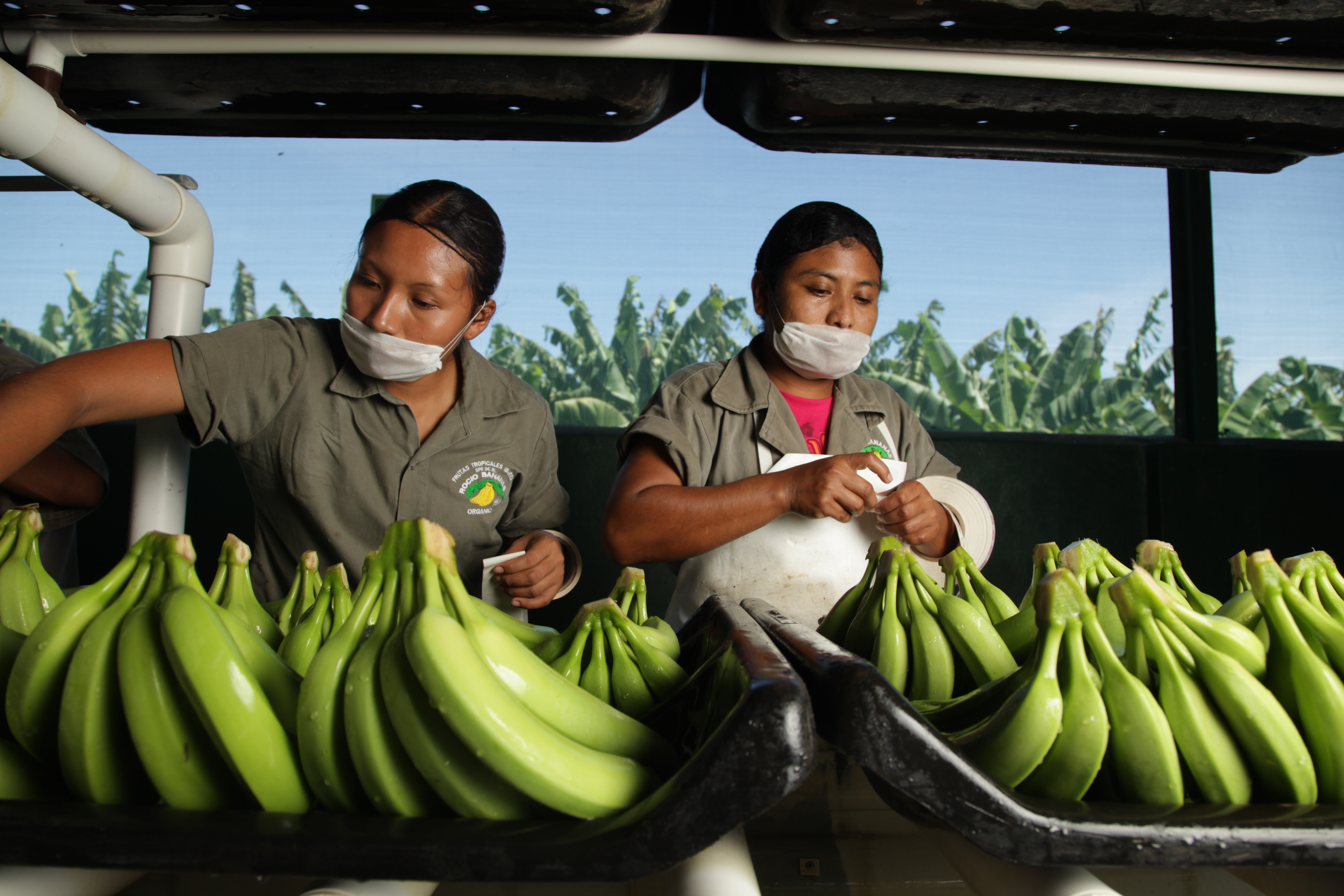 Mujeres trabajadoras preparando plátanos para empaquetado. 