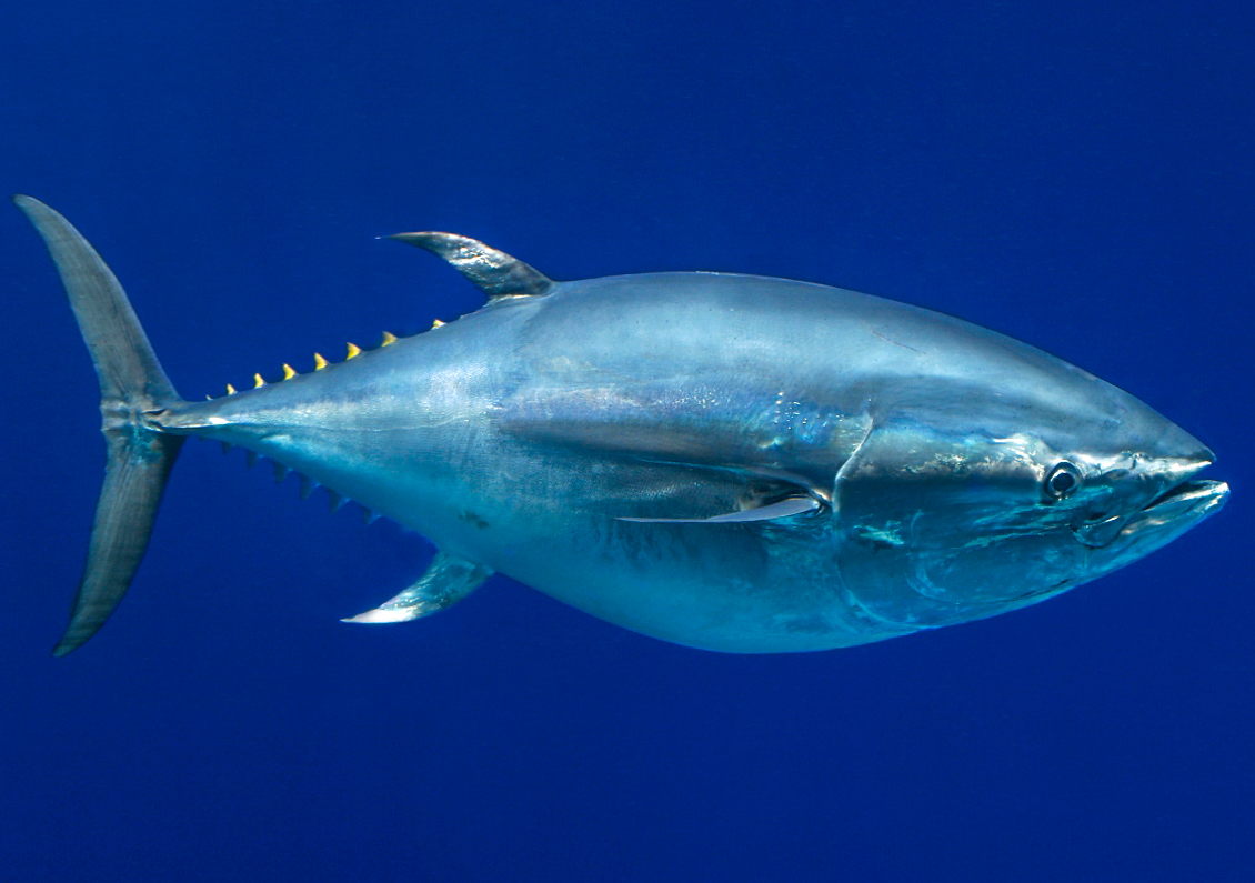 Con acciones de observación y verificación coordinadas con la industria atunera del océano Pacífico Oriental, el Gobierno de México cumple con las medidas para la conservación y ordenación del atún aleta azul.