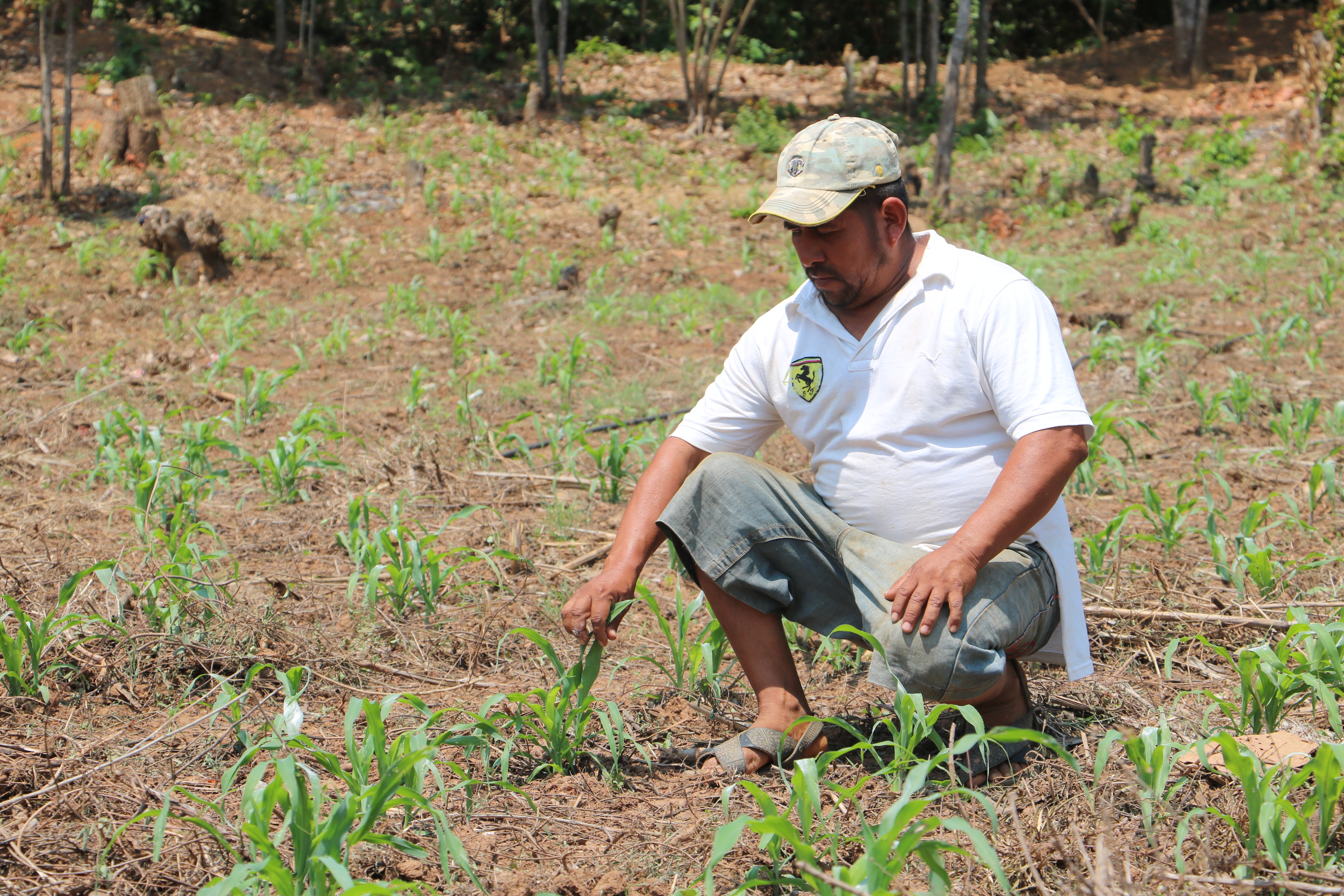 el programa, con 11 millones de pesos en 2020, contribuye a la autosuficiencia alimentaria y su población objetivo rebasa los dos millones de productores de granos, café y caña de azucar.