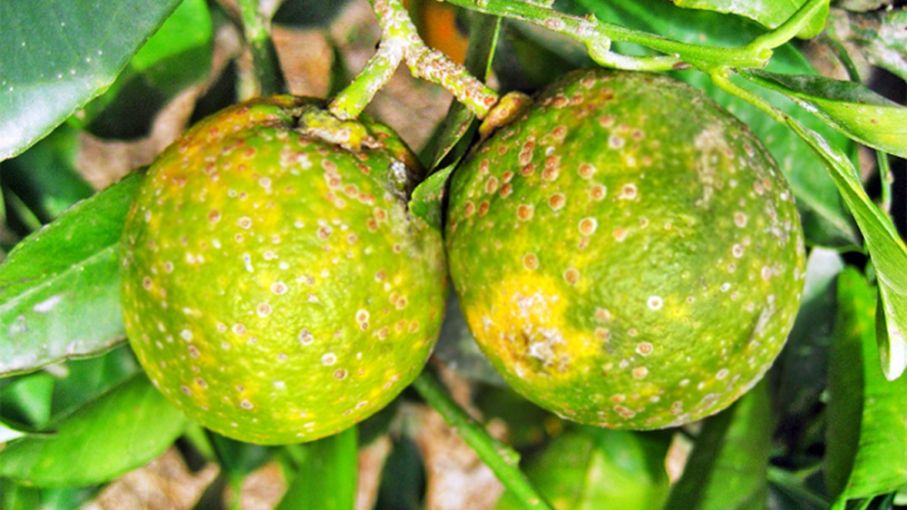 El TecNM campus Colima investiga cómo combatir al hongo causante de disminución en cosecha de limones.