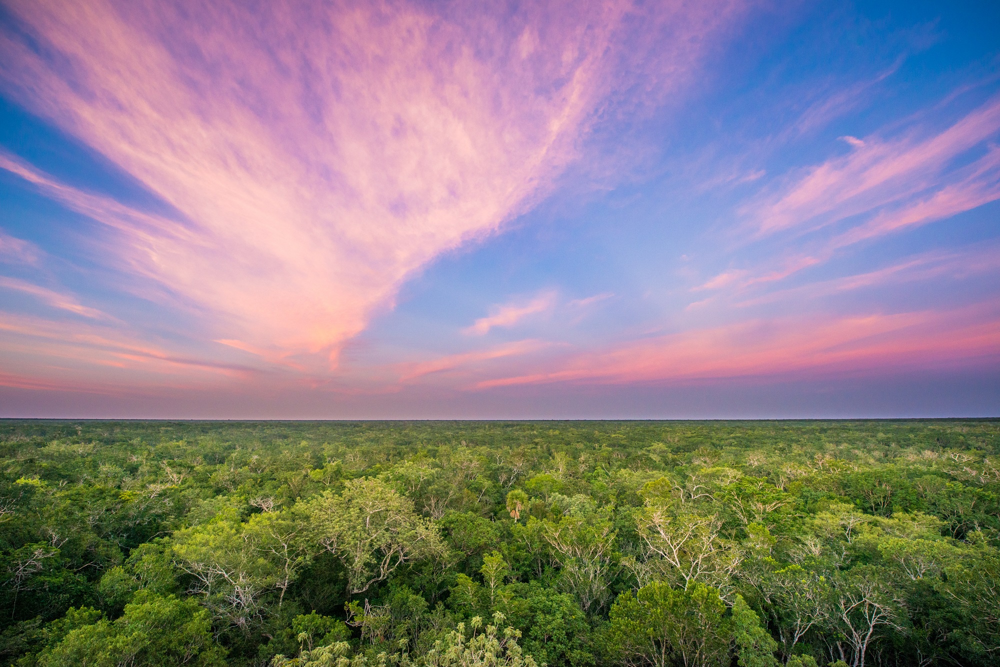 Paisaje de la selva baja característica de Yucatán. 