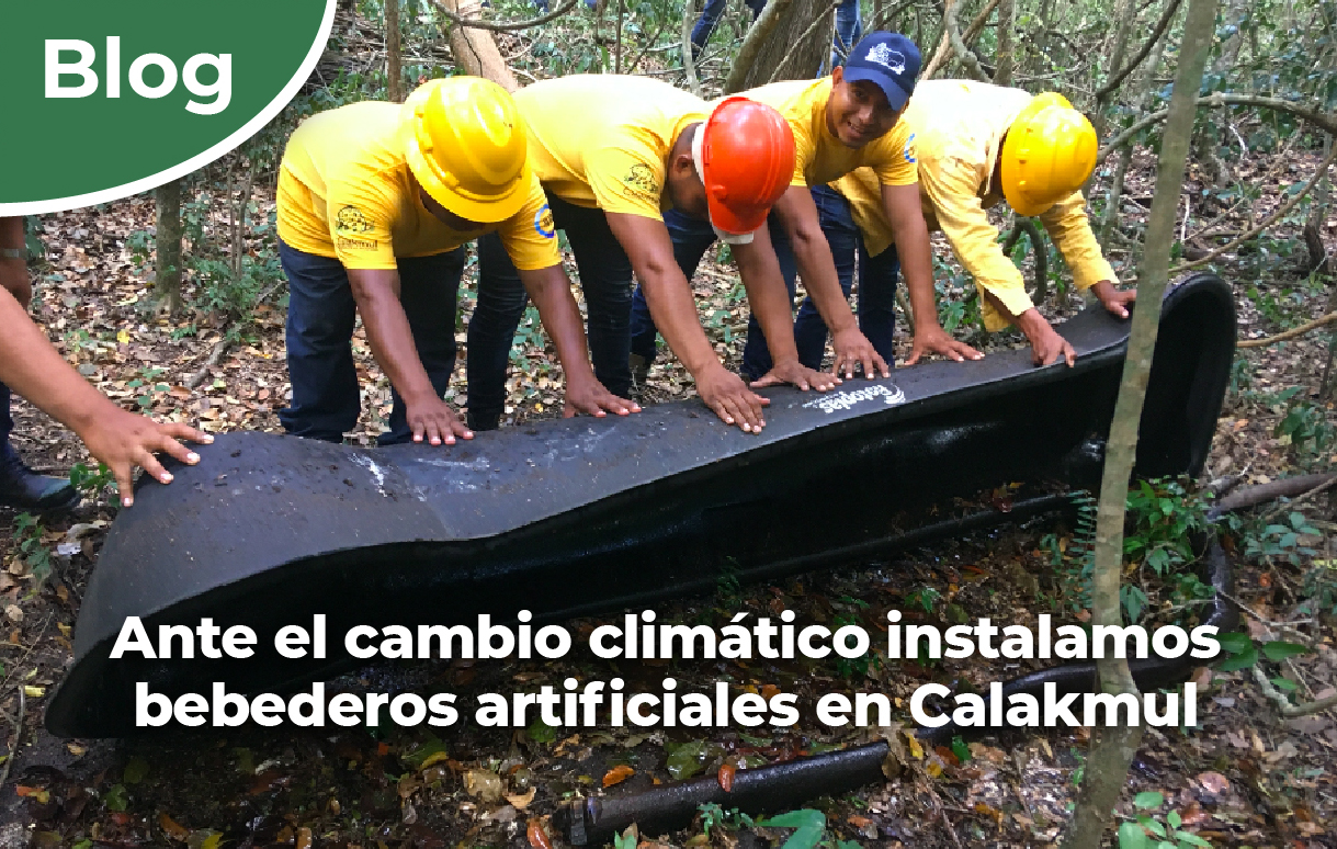 Ante el cambio climático instalamos bebederos artificiales en Calakmul