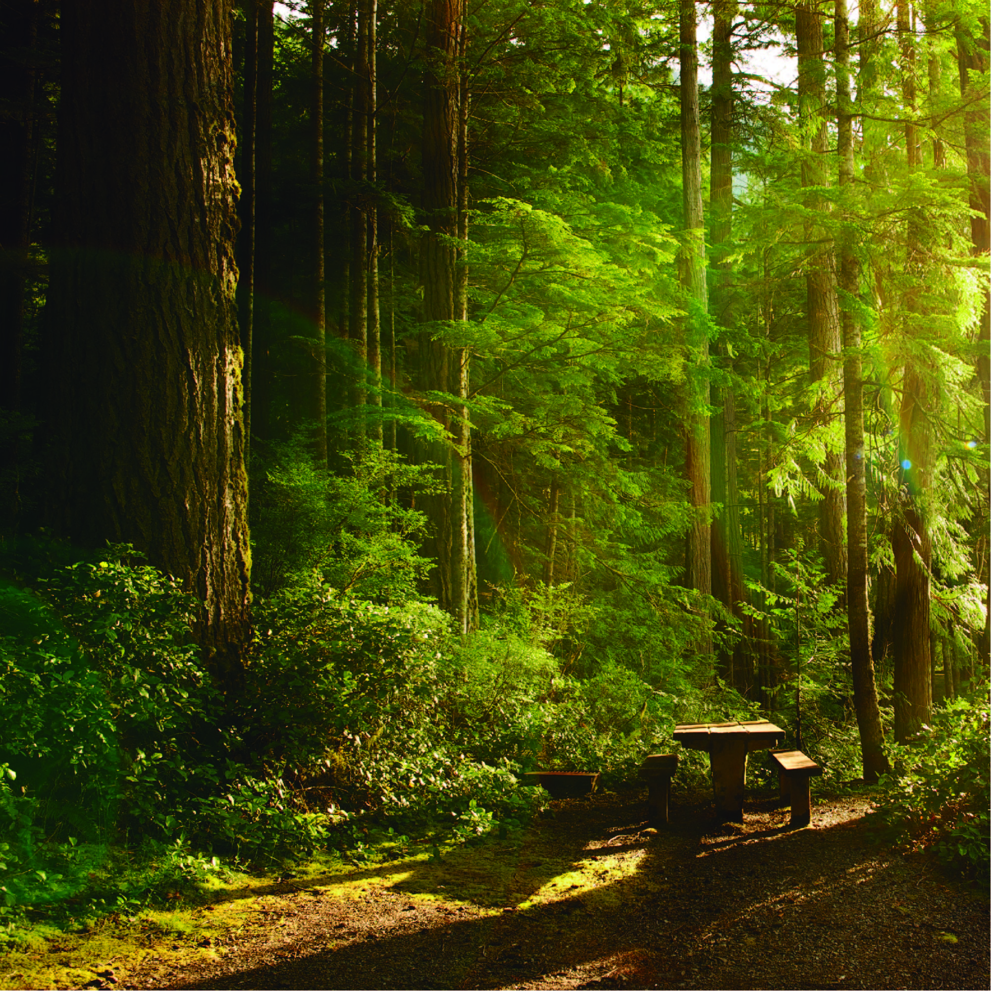 Los bosques son los principales proveedores de oxígeno de la tierra cuidar de ellos es prioridad ambiental. 