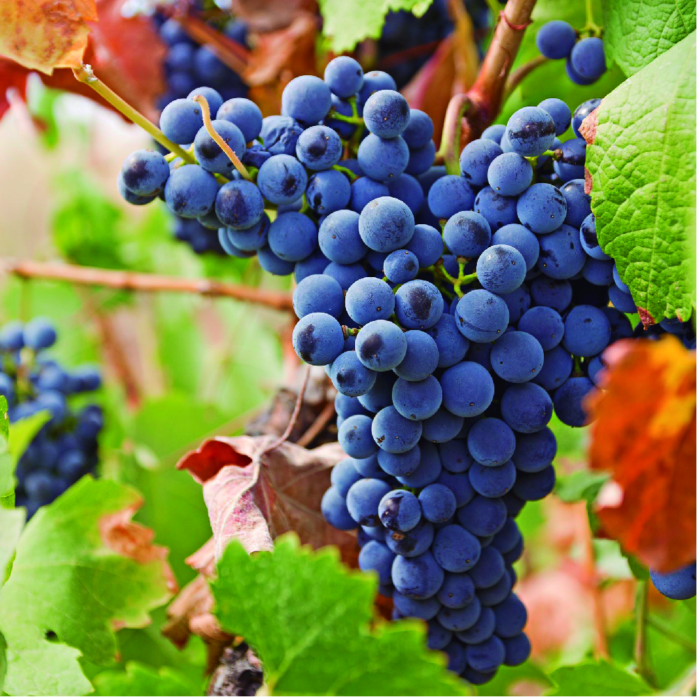 La uva es una de las frutas más difundidas del mundo. Se utiliza tanto como fruta fresca o procesada en forma de pasas, jugo de uva y vino. 