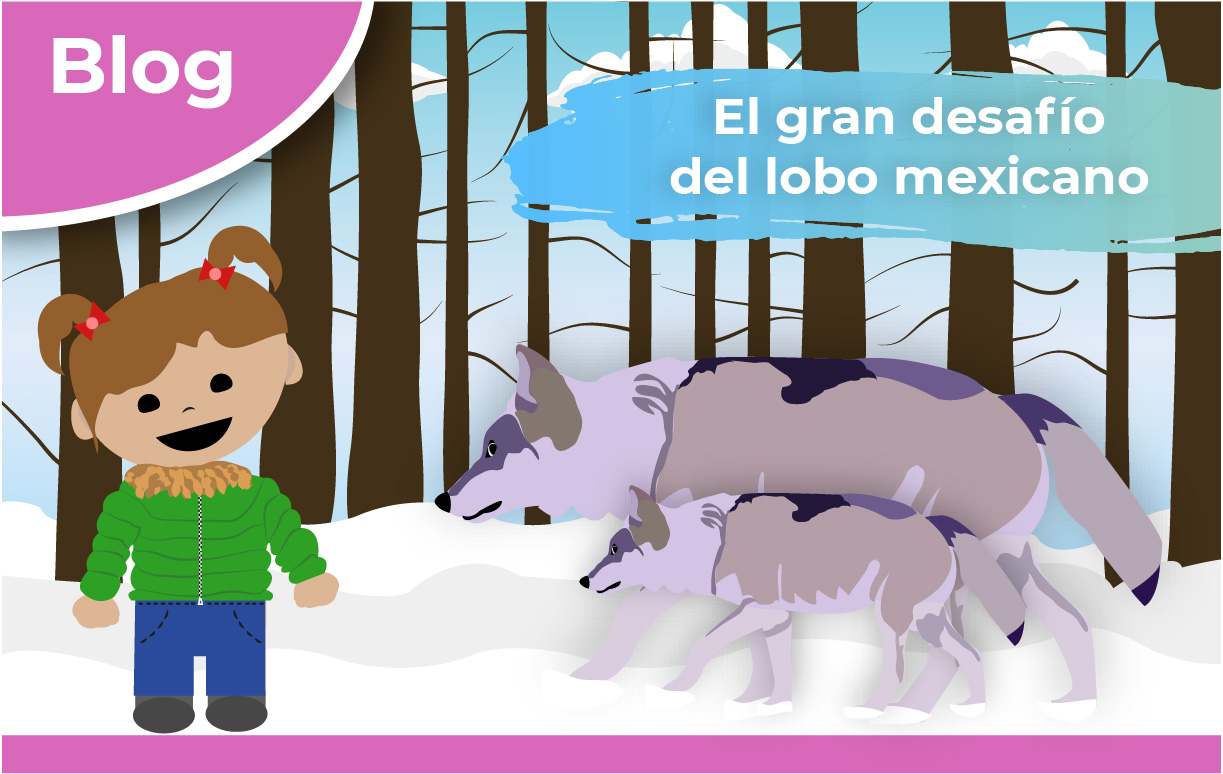 El gran desafío del lobo mexicano | Comisión Nacional de Áreas Naturales  Protegidas | Gobierno 