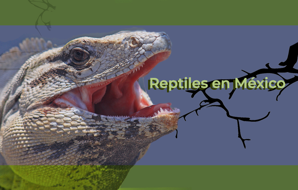 Presencia de Reptiles en México