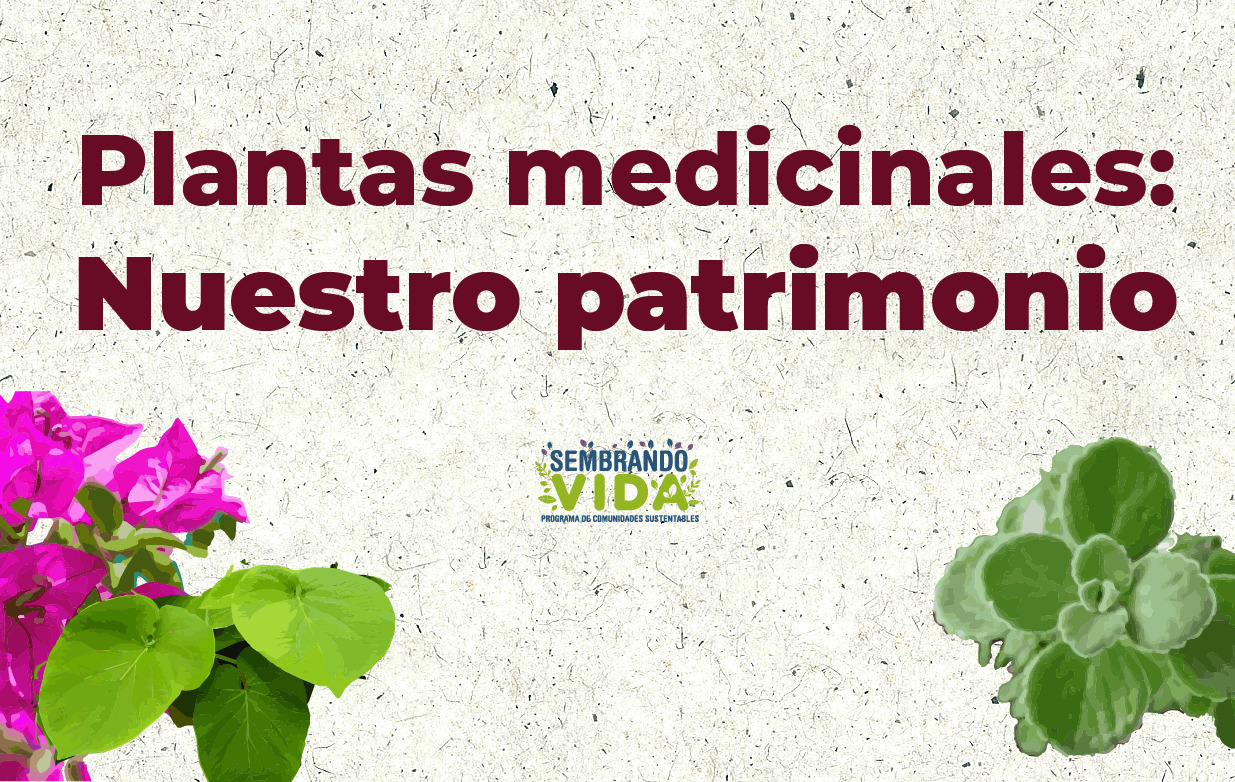 Plantas medicinales: Nuestro patrimonio | Sembrando vida | Gobierno | gob.mx