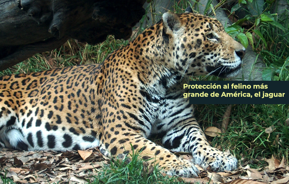 Protección al felino más grande de América, el jaguar