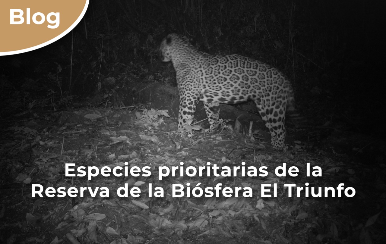 Jaguar en la Reserva de la Biósfera El Triunfo, Chiapas.