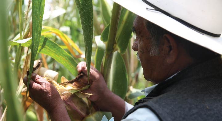 Favorecer la producción de maíz contribuye a apoyar a la seguridad alimentaria del país