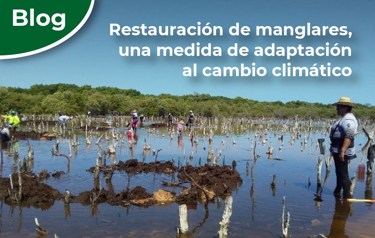 Restauración de manglares en el APFF Laguna de Términos.