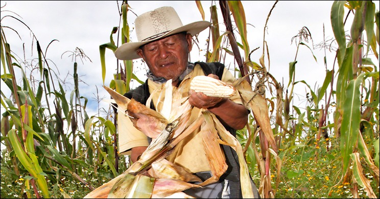 Presenta SEGALMEX la mecánica operativa del programa Precios de Garantía  para medianos productores de maíz