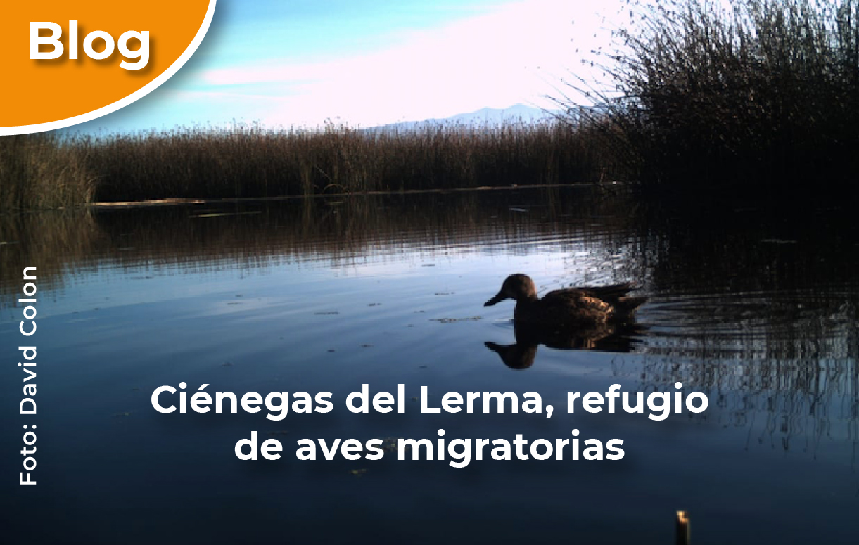 Ciénegas del Lerma, refugio de aves migratorias.