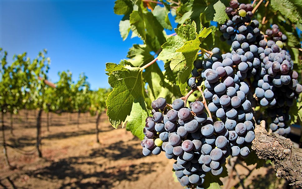 cultivo de uva