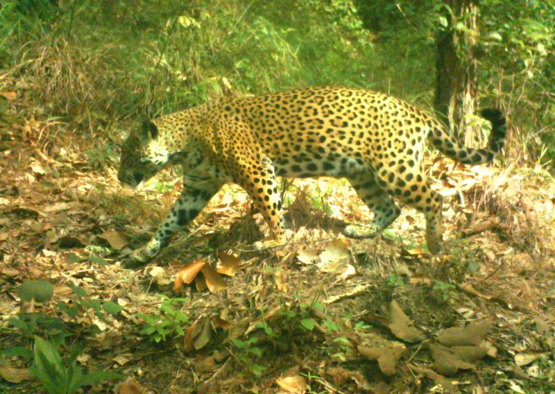 Jaguar captado en Las Guasimas, Nayarit.