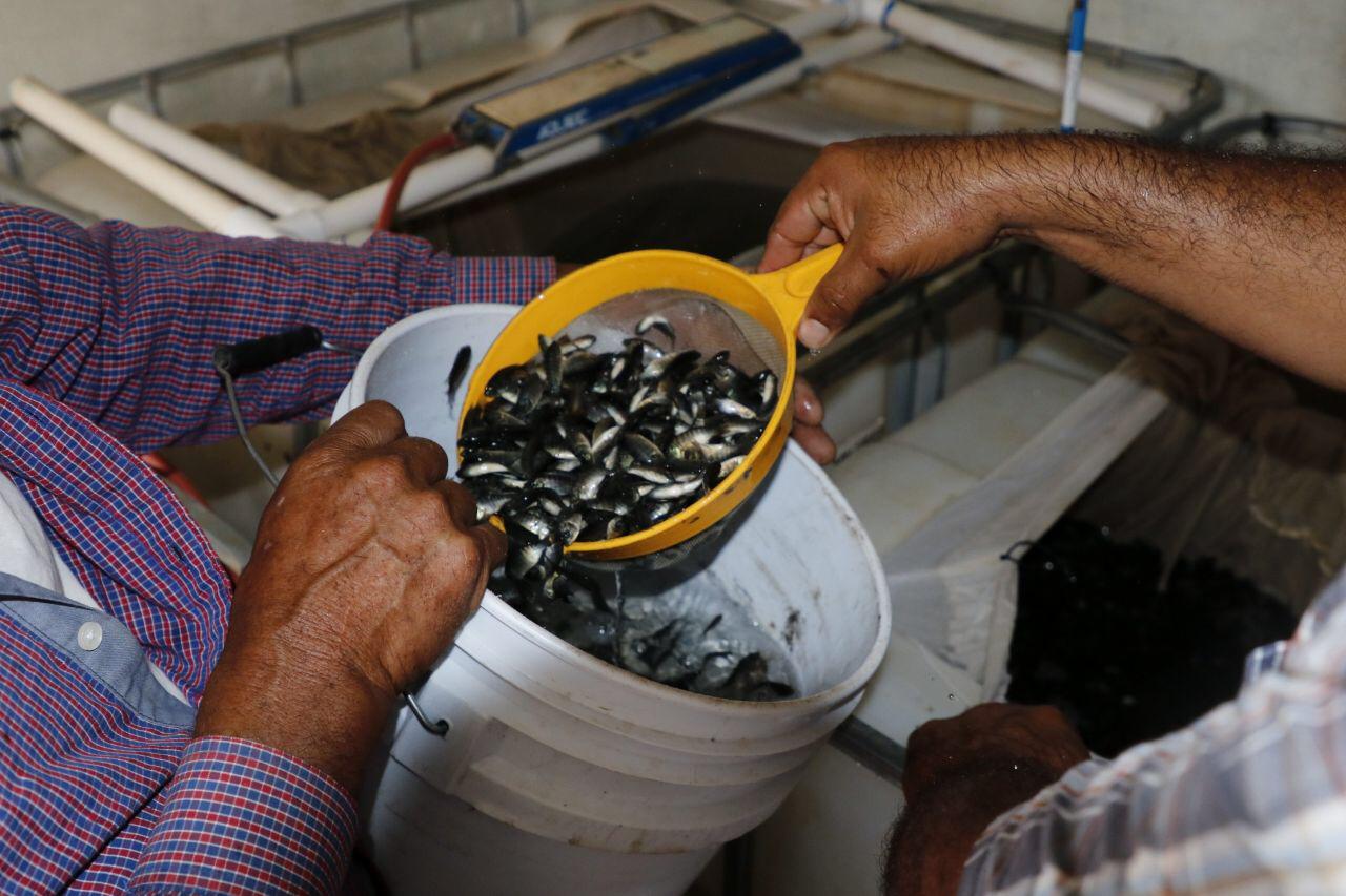 Beneficia Agricultura a pescadores de aguas continentales con el programa nacional de Mejoramiento Productivo