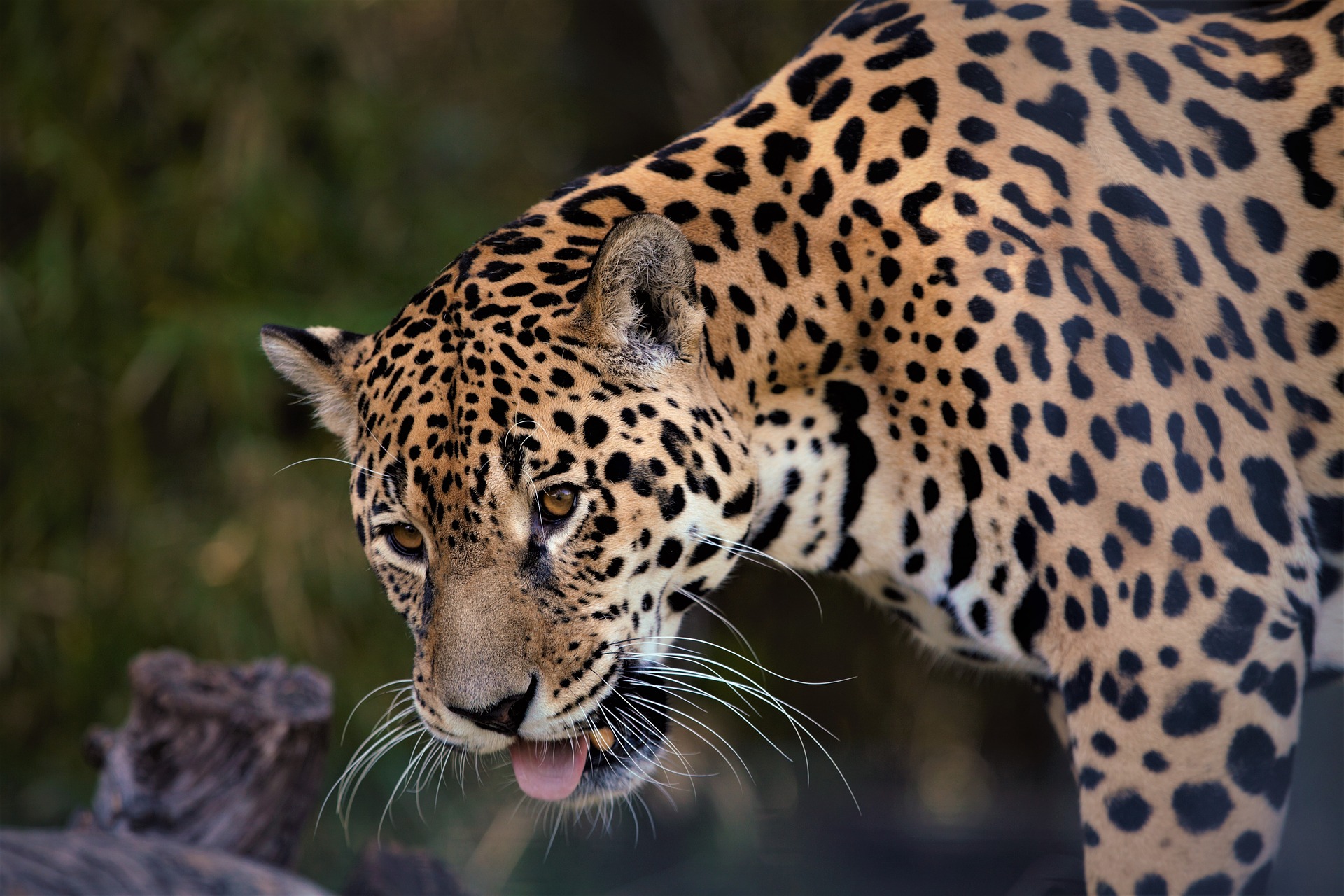 Un jaguar observando 
