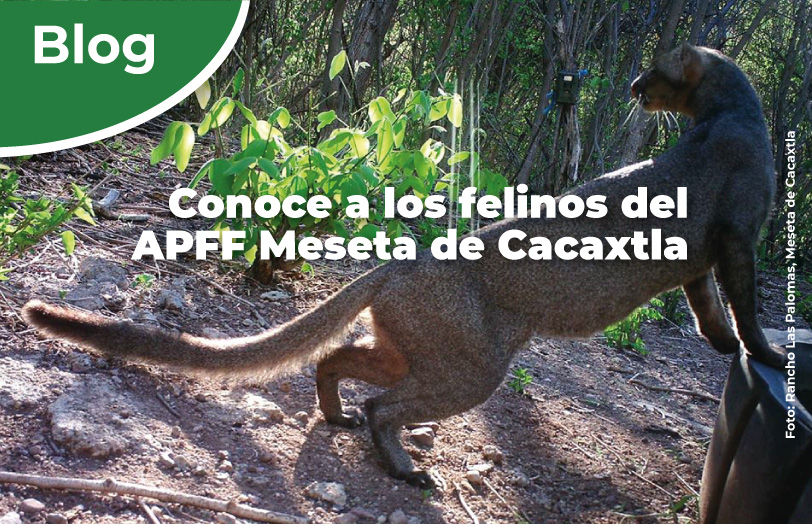 Conoce a los felinos del APFF Meseta de Cacaxtla | Comisión Nacional de  Áreas Naturales Protegidas | Gobierno 