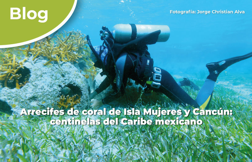 Arrecifes de coral de Isla Mujeres y Cancún: centinelas del Caribe mexicano.