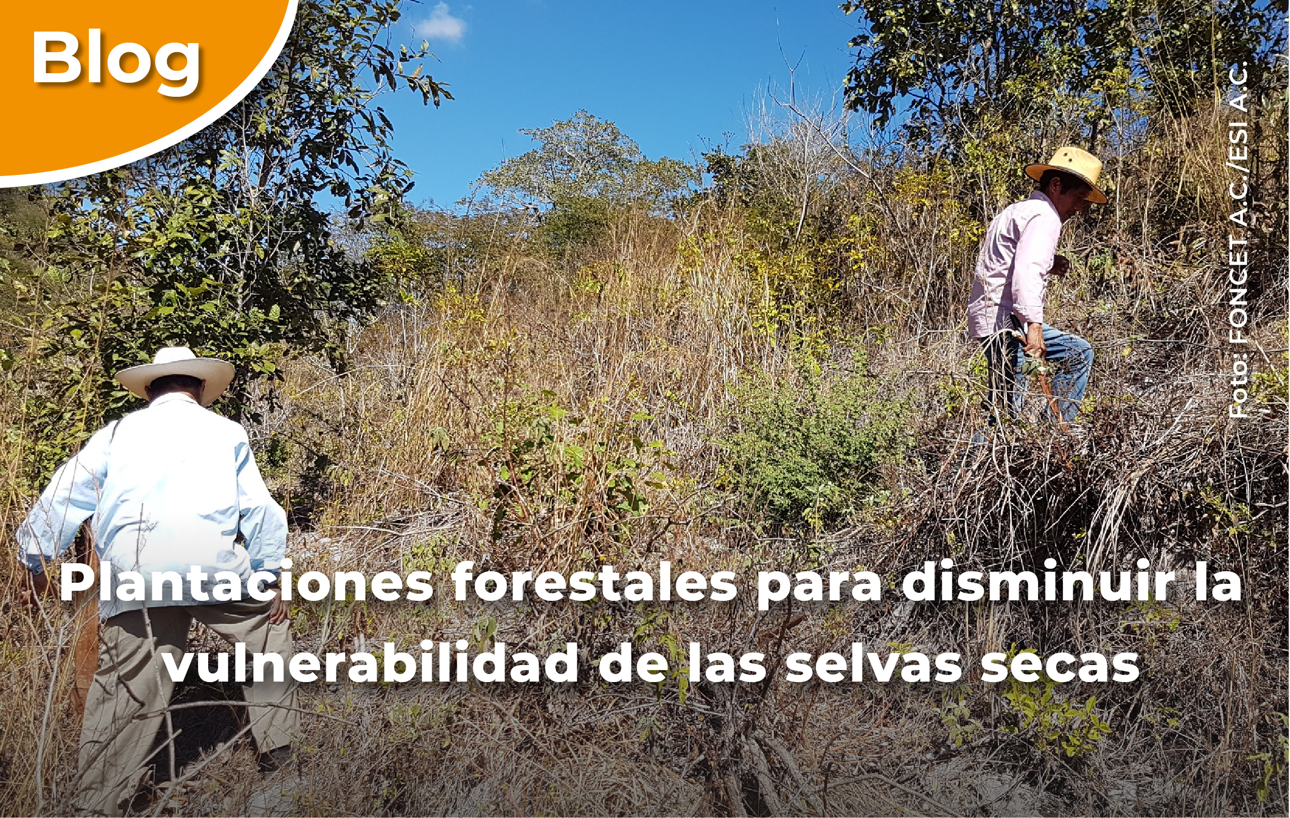 Plantaciones forestales para disminuir la vulnerabilidad de las selvas secas.