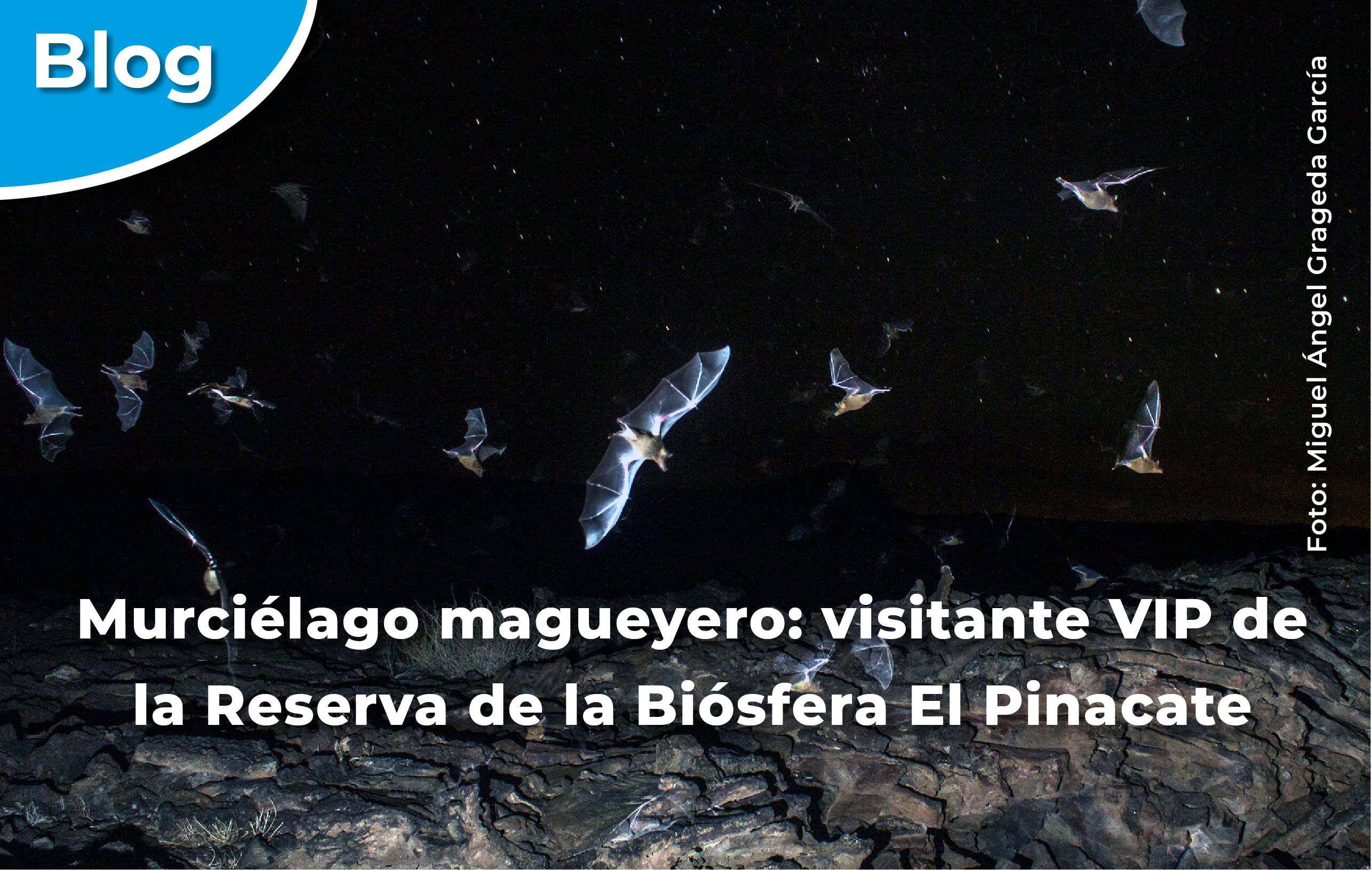 Murciélagos magueyeros volando en la Reserva de la Biósfera El Pinacate y Gran Desierto de Altar.