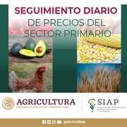 https://www.gob.mx/cms/uploads/document/main_image/106775/thumb_Seguimiento_Diario_Precios_Sector_Primario.jpg