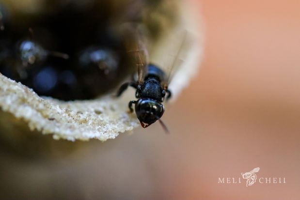 imagen de una abeja sin aguijó mexicana obtenida de naturalista 