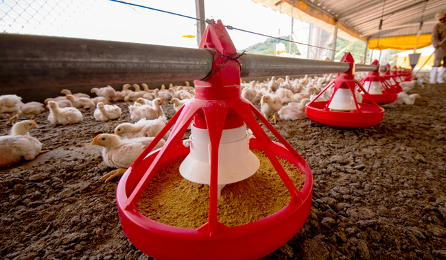 The detection was the product of active epidemiological surveillance for avian influenza that is carried out in the Federal Inspection Type establishment regulated by Senasica, located in the municipality of San Francisco de los Romo.