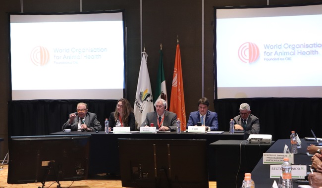 During the meeting, the general director of Animal Health of Senasica, Juan Gay Gutiérrez, highlighted the need to change the paradigm of integrating the vaccination of priority birds without this implying changes in the trade of the countries.