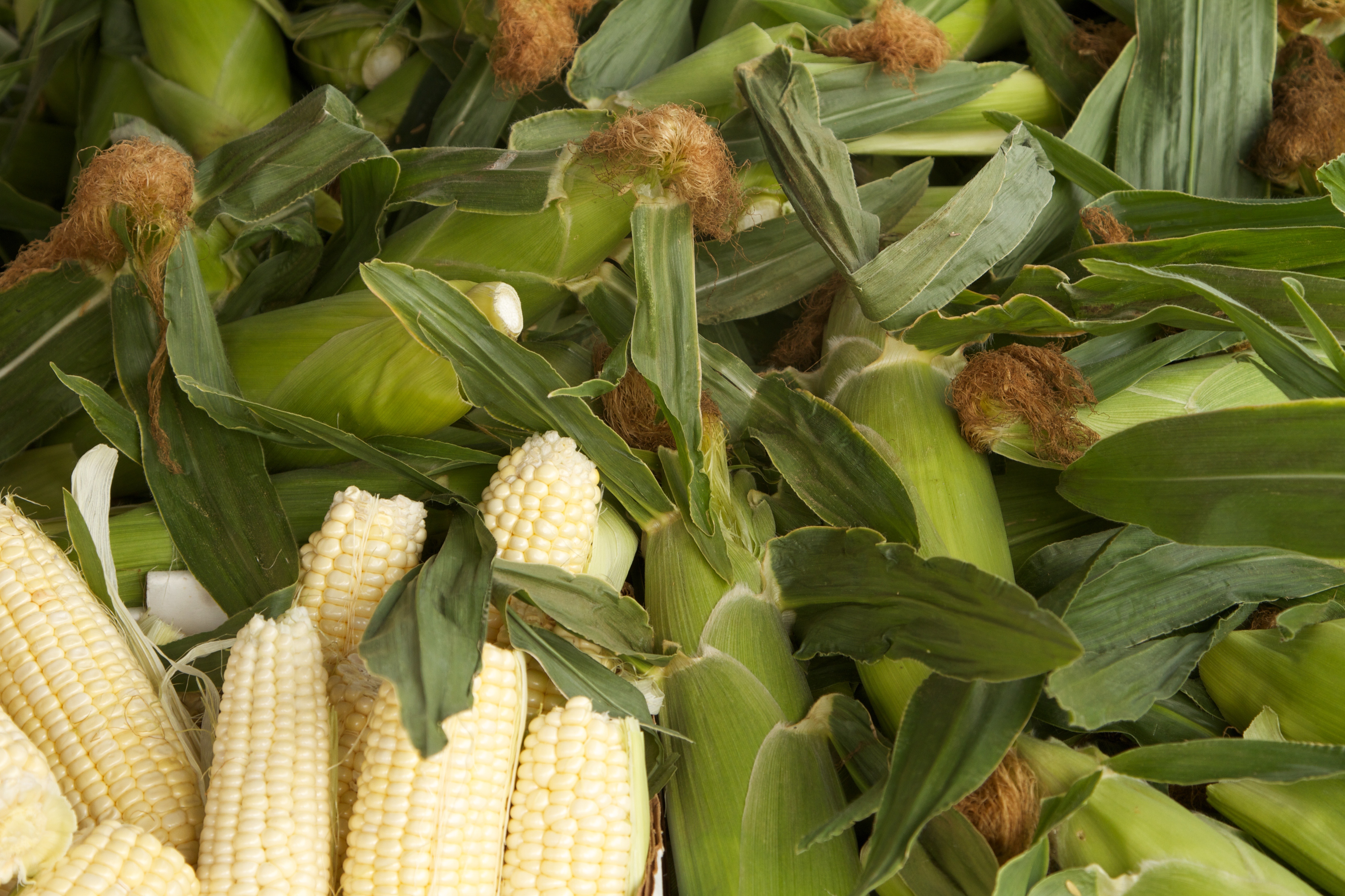 AVISO para otorgar el IPEC del volumen excedentario de maíz blanco OI 2015/2016 de Sinaloa.