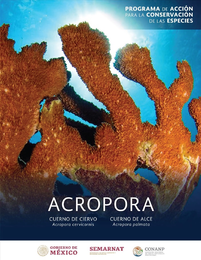 Portada del PACE Acropora (Acropora palmata) y (Acropora cervicornis)