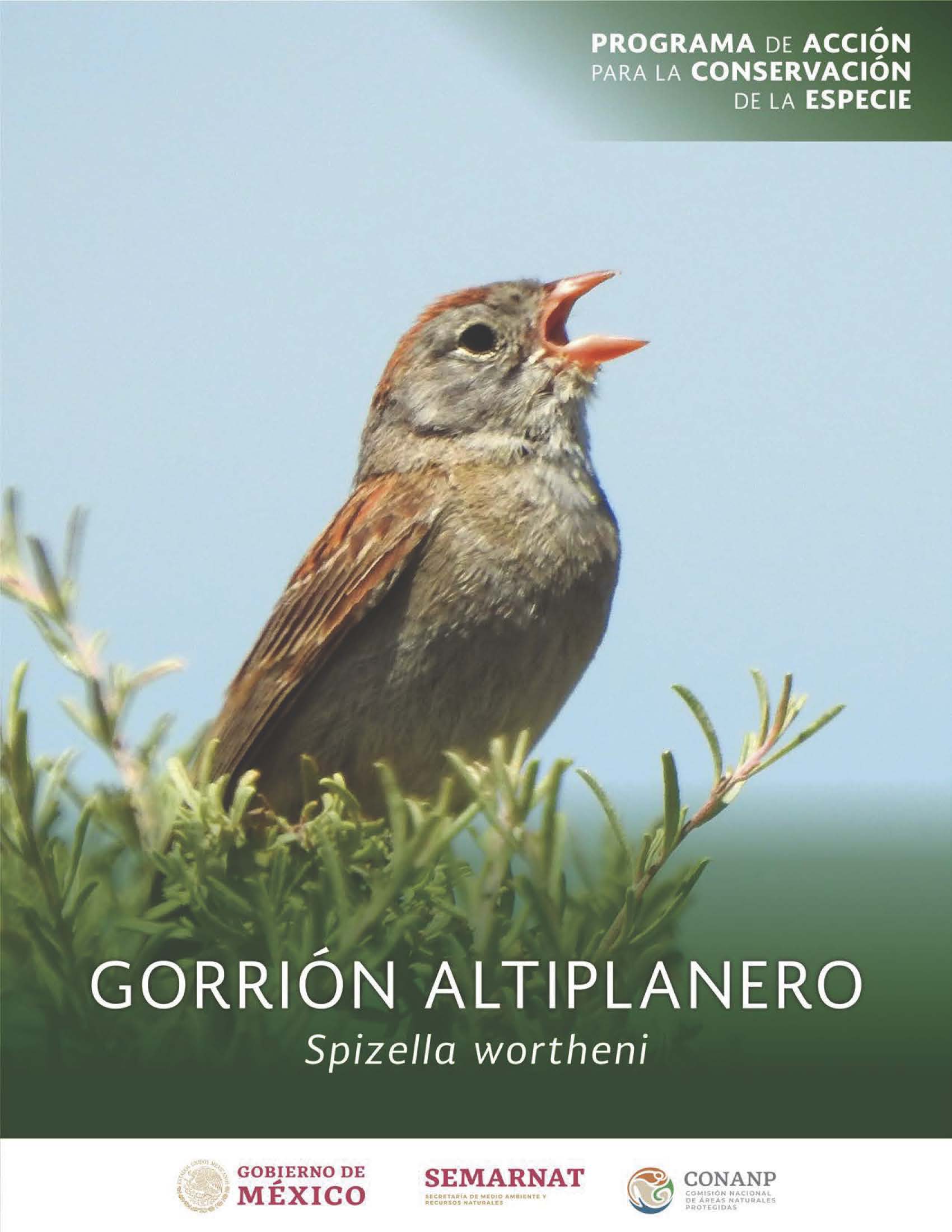 PACE: Gorrión Altiplanero (Spizella wortheni)