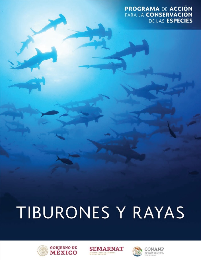 Programa de Acción para la Conservación de las Especies (PACE): Tiburones y  Rayas | Comisión Nacional de Áreas Naturales Protegidas | Gobierno 