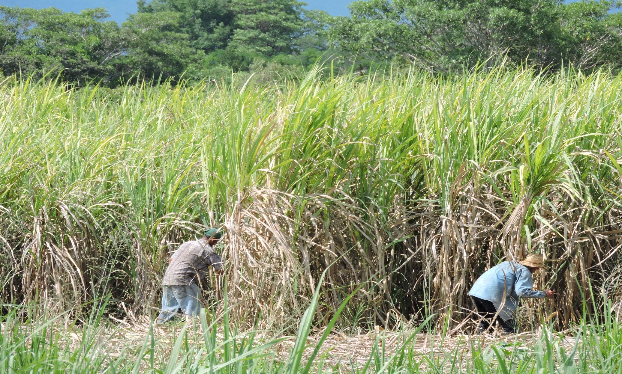 Determinantes de la Productividad en la Agroindustria de la Caña de Azúcar en México