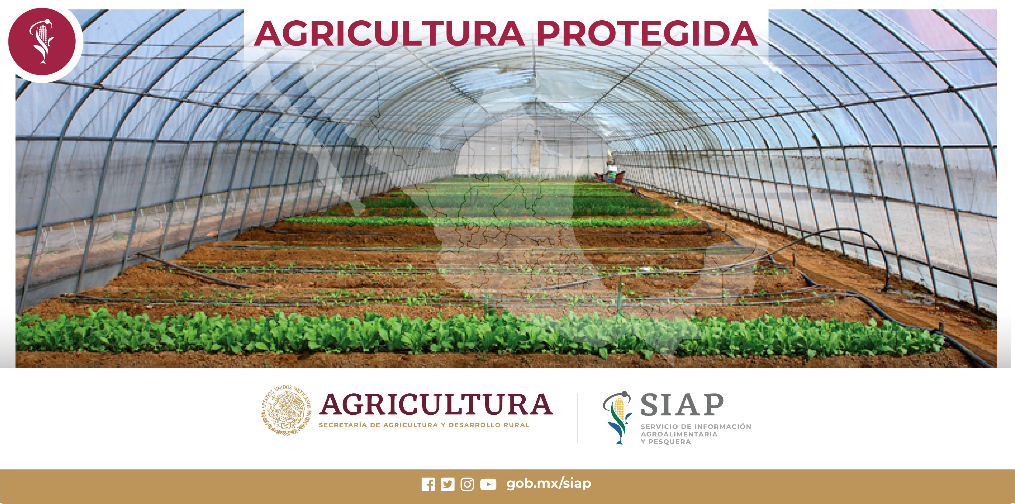 La agricultura protegida es aquella que se realiza bajo diversos tipos de estructuras con
la finalidad de disminuir las restricciones que impone el medio ambiente, garantizando
así el desarrollo óptimo de los cultivos.