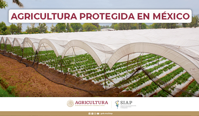 La agricultura protegida es aquella que se realiza bajo diversos tipos de estructuras con
la finalidad de disminuir las restricciones que impone el medio ambiente, garantizando
así el desarrollo óptimo de los cultivos.