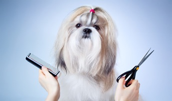 Servicios estéticos para mascotas. Una cuestión de pelos