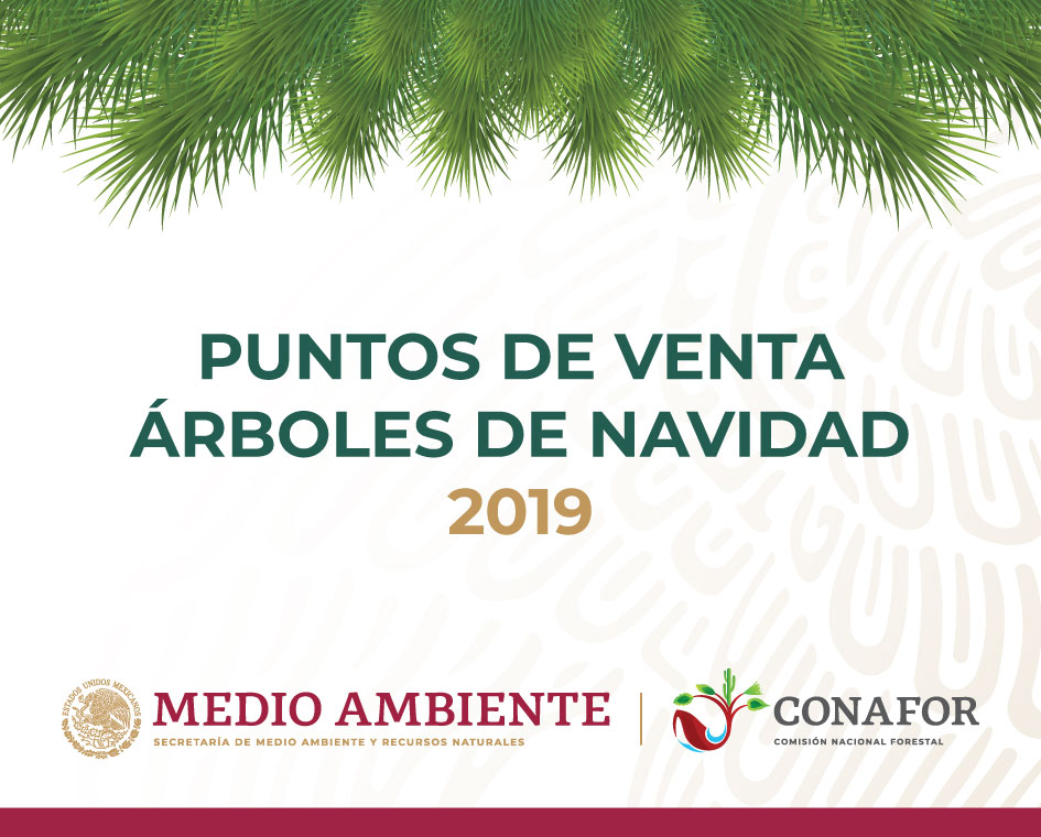 El consumo de árboles de Navidad naturales de productores mexicanos incentiva la economía rural y proporciona beneficios ambientales. 