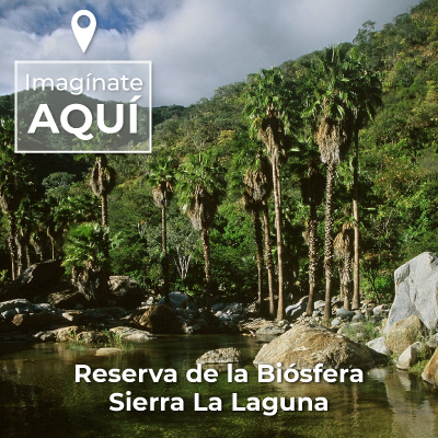 Reserva de la Biósfera Sierra La Laguna.