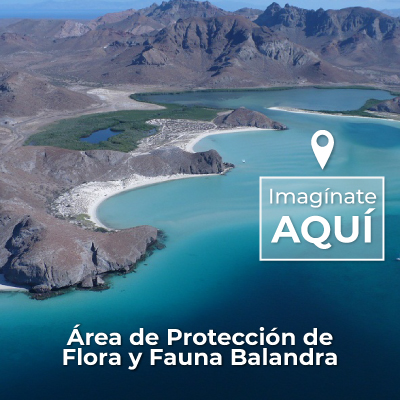 Área de Protección de Flora y Fauna Balandra.