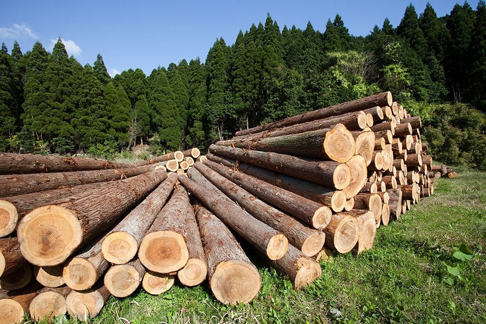 Denuncia la Tala ilegal y la Deforestación