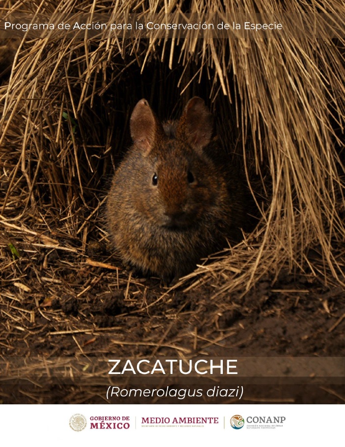 Programa de Acción para la Conservación de la Especie (PACE): Zacatuche (Romerolagus diazi) actualizado.