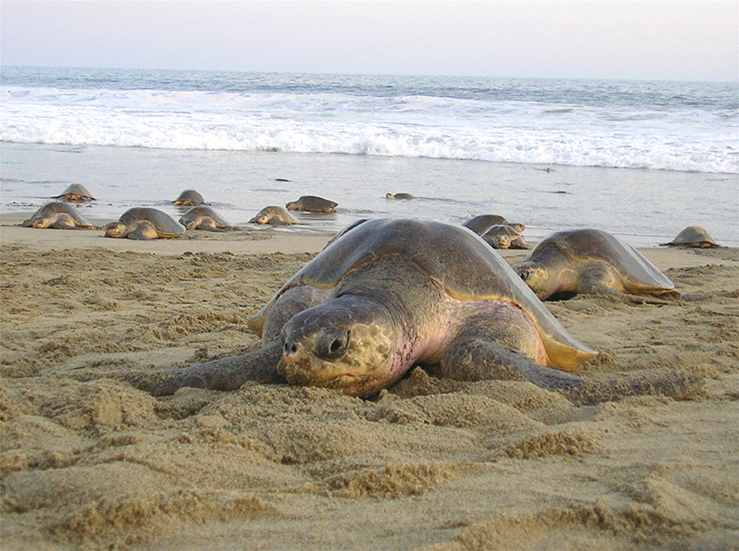 La Tortuga Golfina es una especie en peligro de extinción de acuerdo a la NOM-059-SEMARNAT-2010