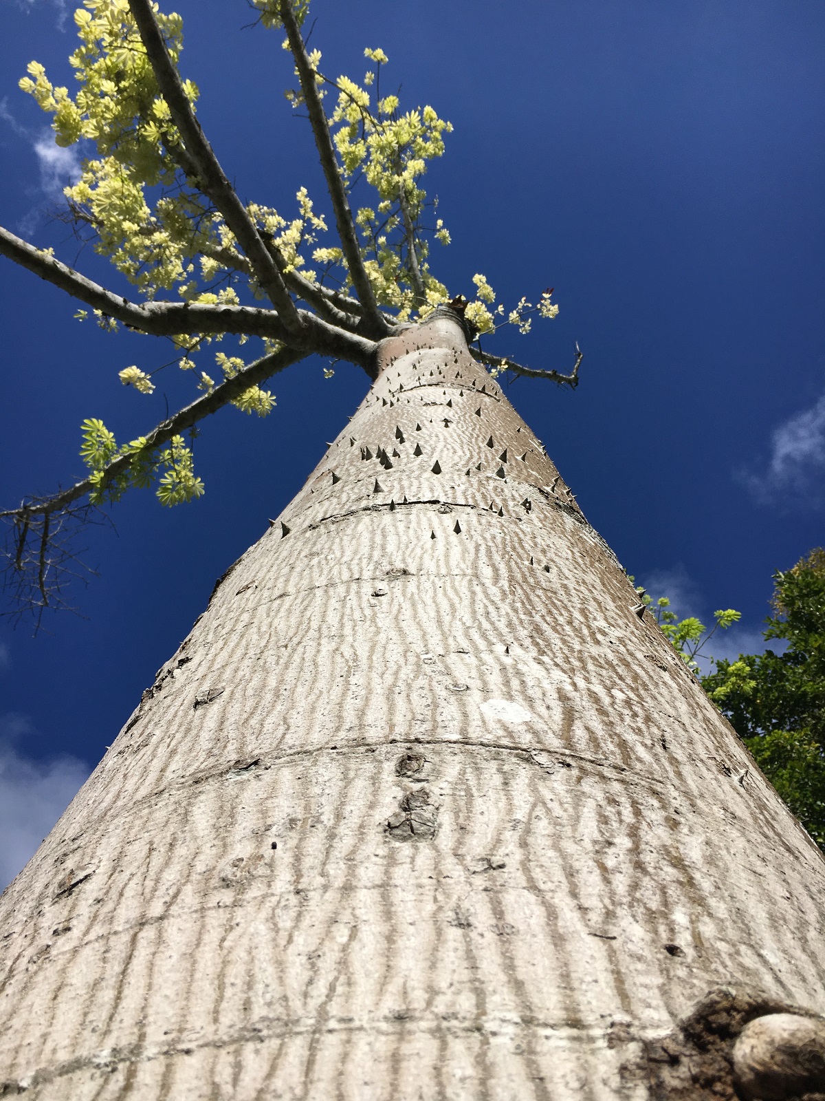 El Comisionado Nacional de Áreas Naturales Protegidas, Alejandro Del Mazo Maza dio el banderazo de inicio de la temporada de aprovechamiento del látex que se extrae del árbol chicozapote 