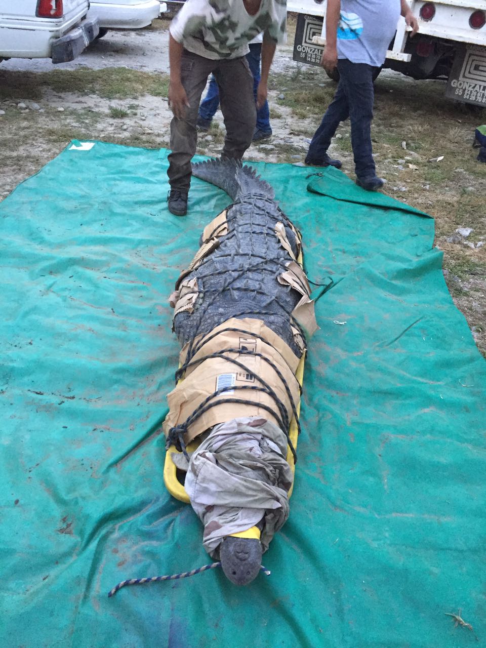 El pasado 12 de marzo, un ataque de cocodrilo ocasionó una pérdida humana, en la Reserva de la Biosfera la Encrucijada, Chiapas.