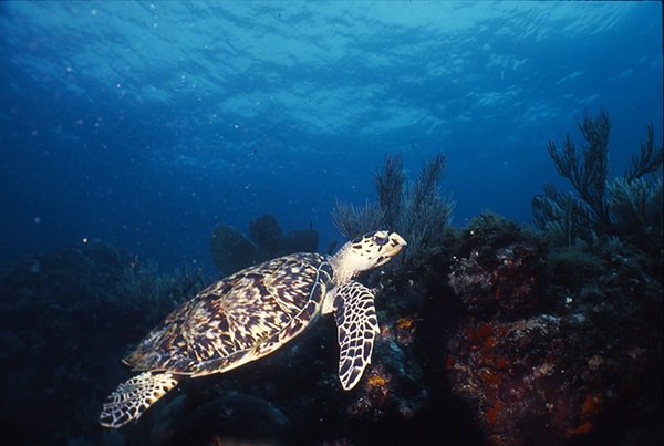 Se entregan permisos para prestar el servicio turístico de observación y nado con tortugas marinas
