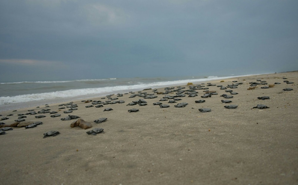 Se registró la llegada de al menos 13,130 tortugas Golfina en Playa de Escobilla, Oaxaca