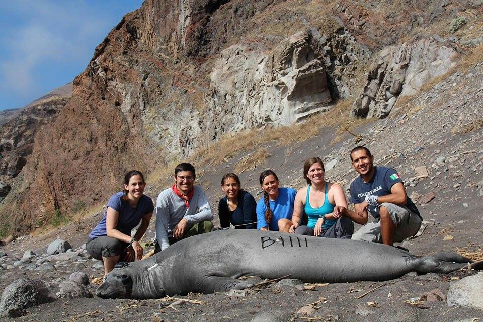 Inicia Proyecto de Investigación “Instrumentación de elefante marino del norte con transmisores satelitales”, en la Reserva de la Biosfera Isla Guadalupe