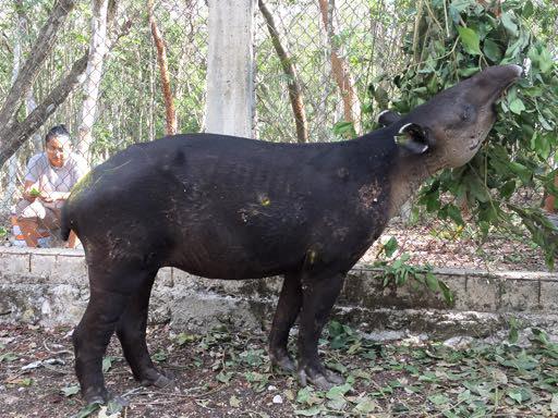 El tapir se encontró en el Área Natural Protegida Calakmul y presentaba graves heridas causadas probablemente por depredadores